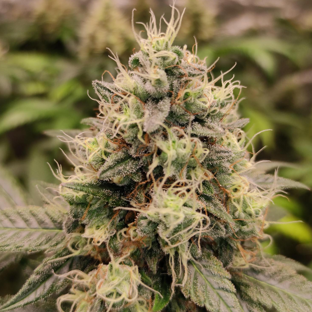 Original Sensible Seeds Garlic Cookies Image 6